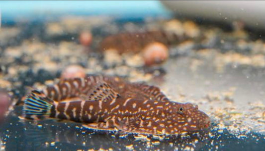 Loach hillstream Blue Zebra