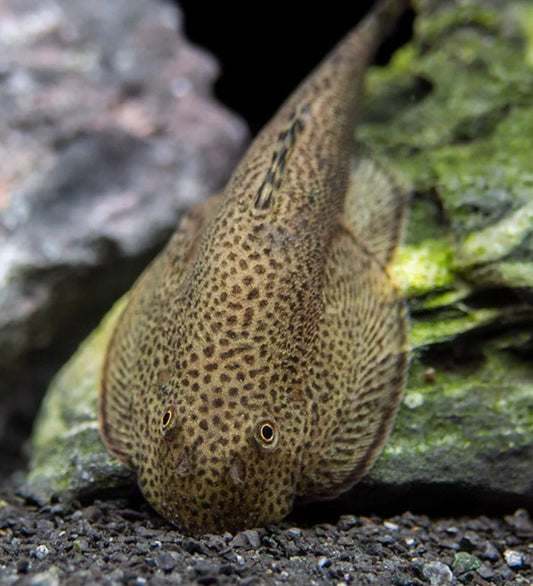 Loach hillstream butterfly