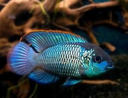 Acara electric blue
