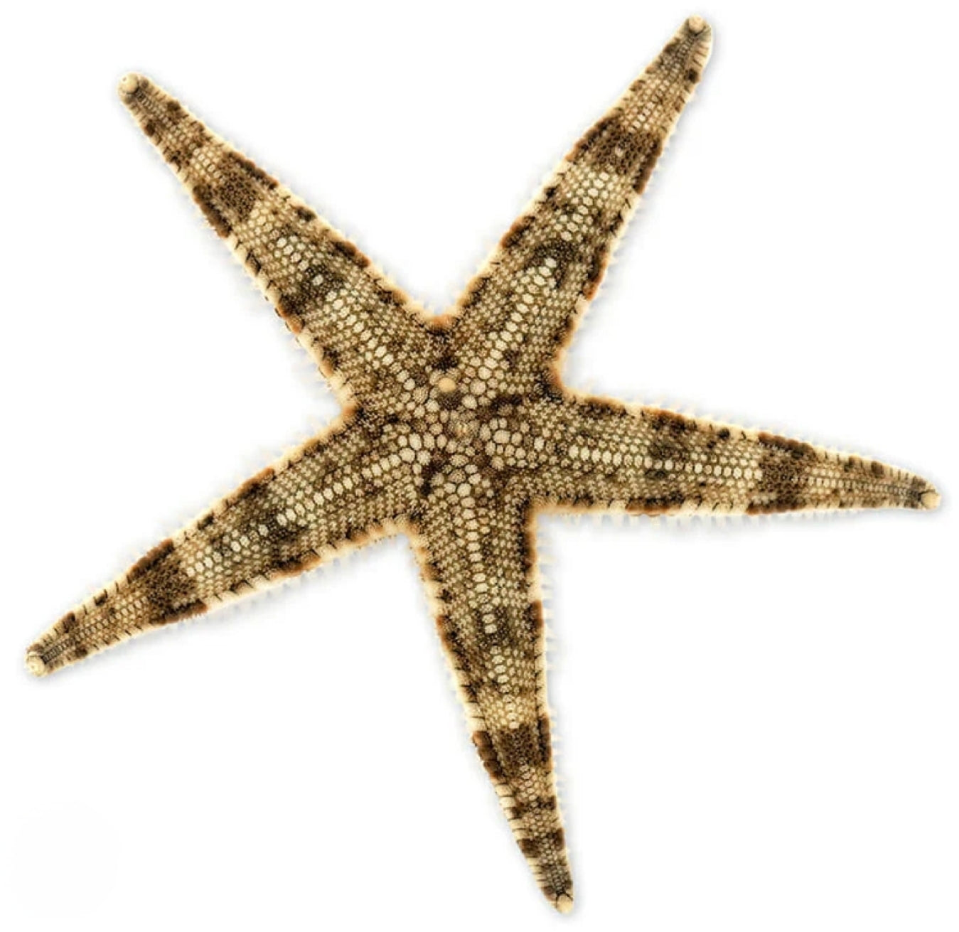 Sand Sifting starfish