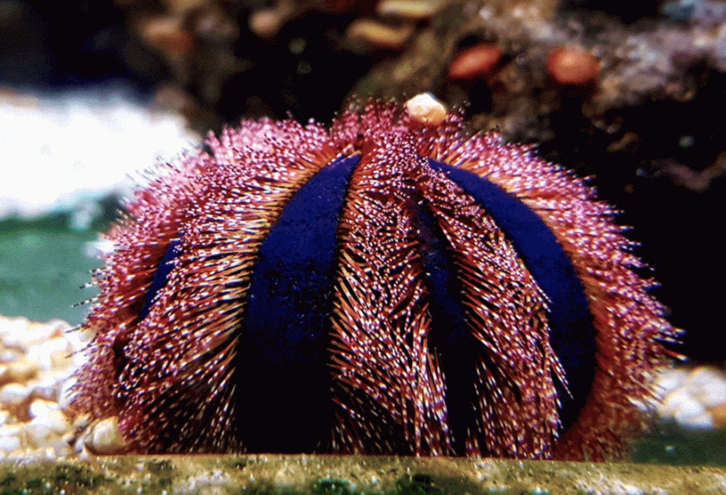 Blue Tuxedo Urchin