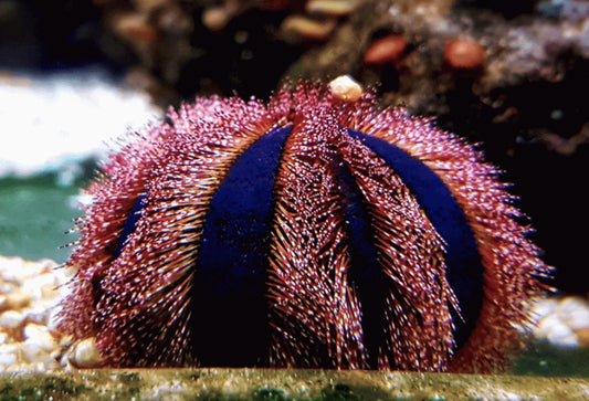 Blue Tuxedo Urchin