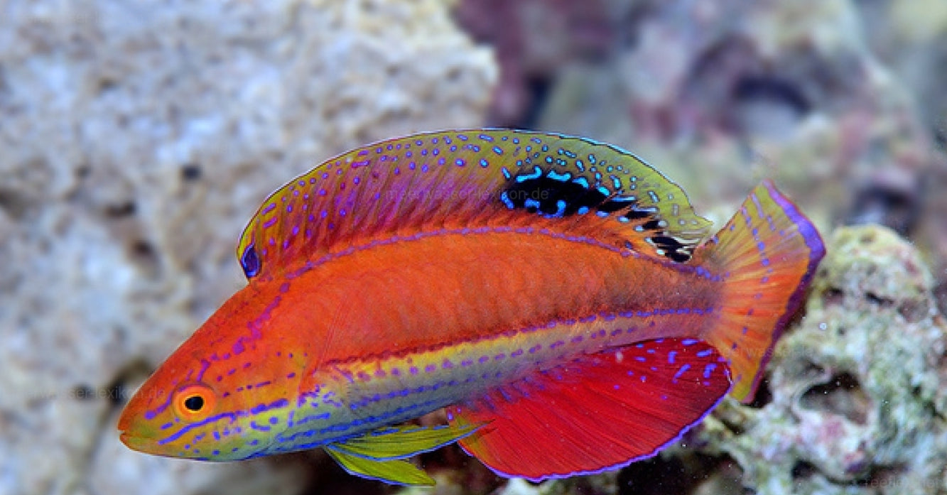 Katoi Fairy Wrasse F
