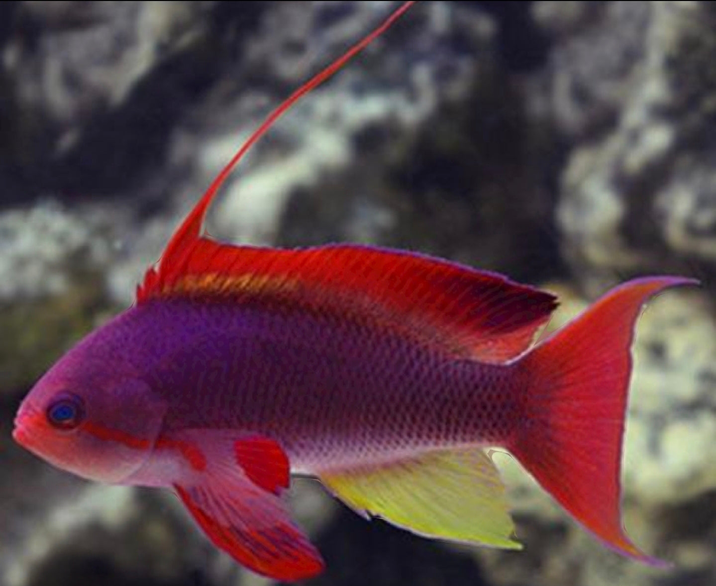 Lyretail Anthias Male
