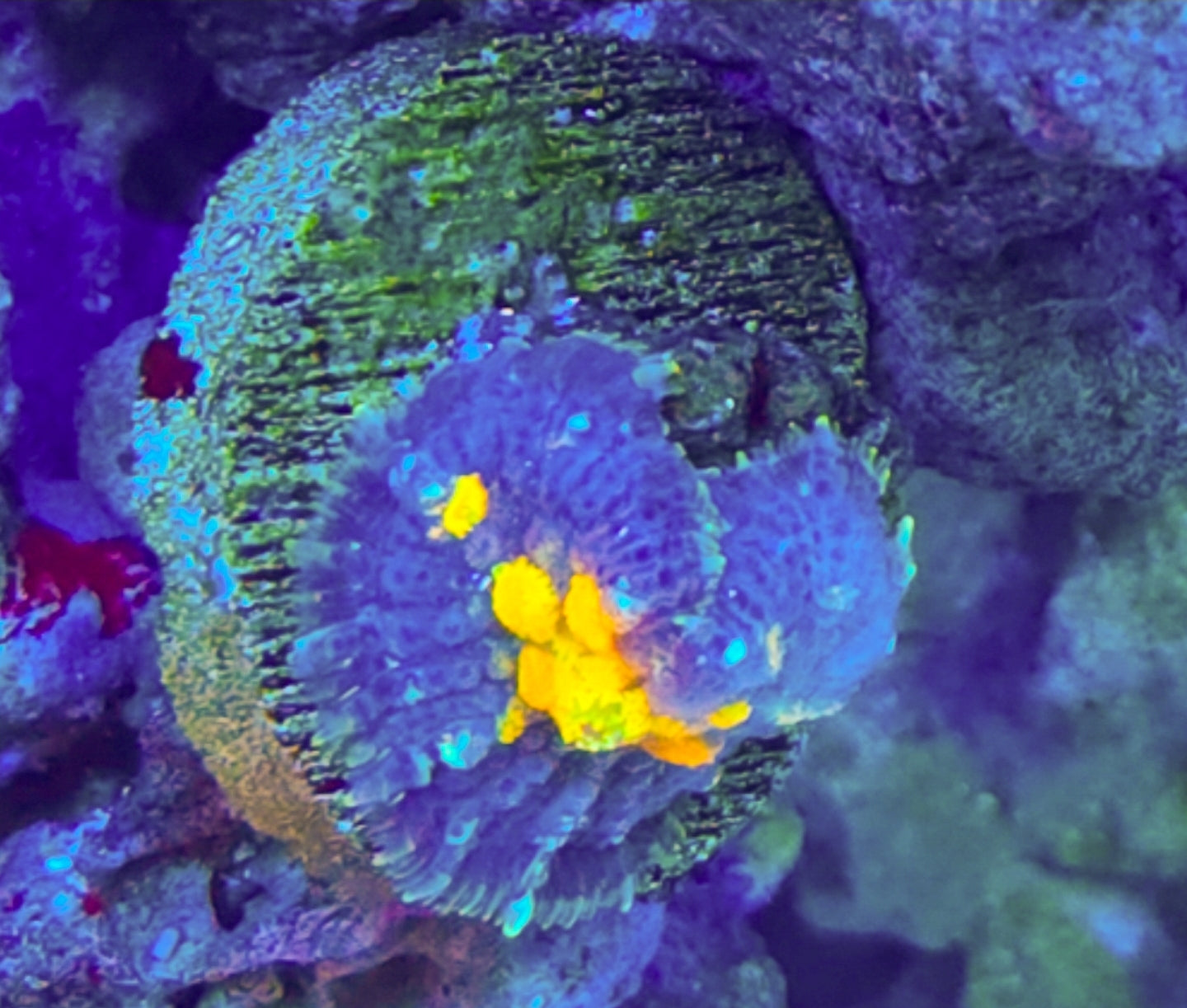 WYSIWYG SCC Toxic Bounce mushroom coral 1 Head