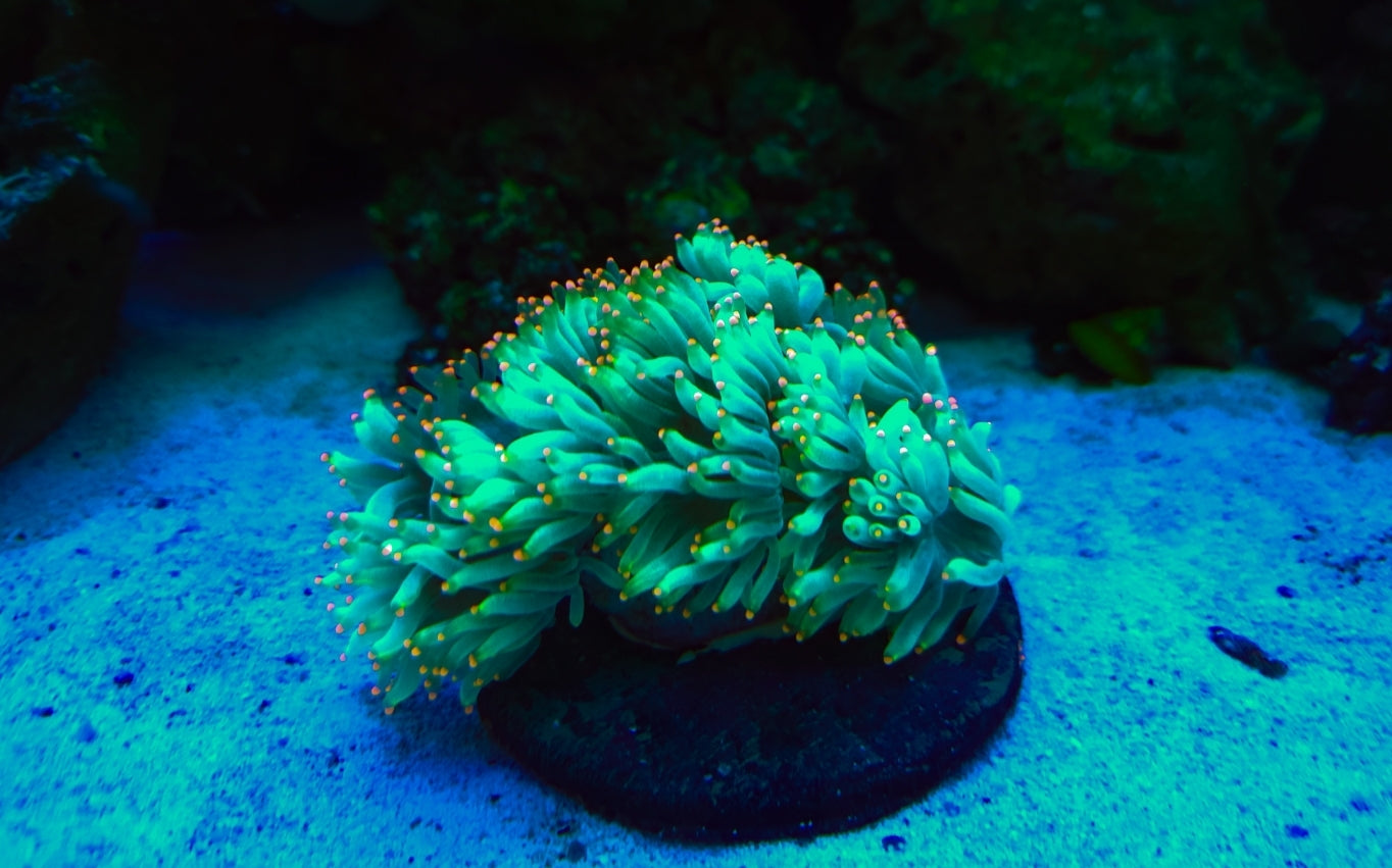 WYSIWYG Ultra Elegance coral