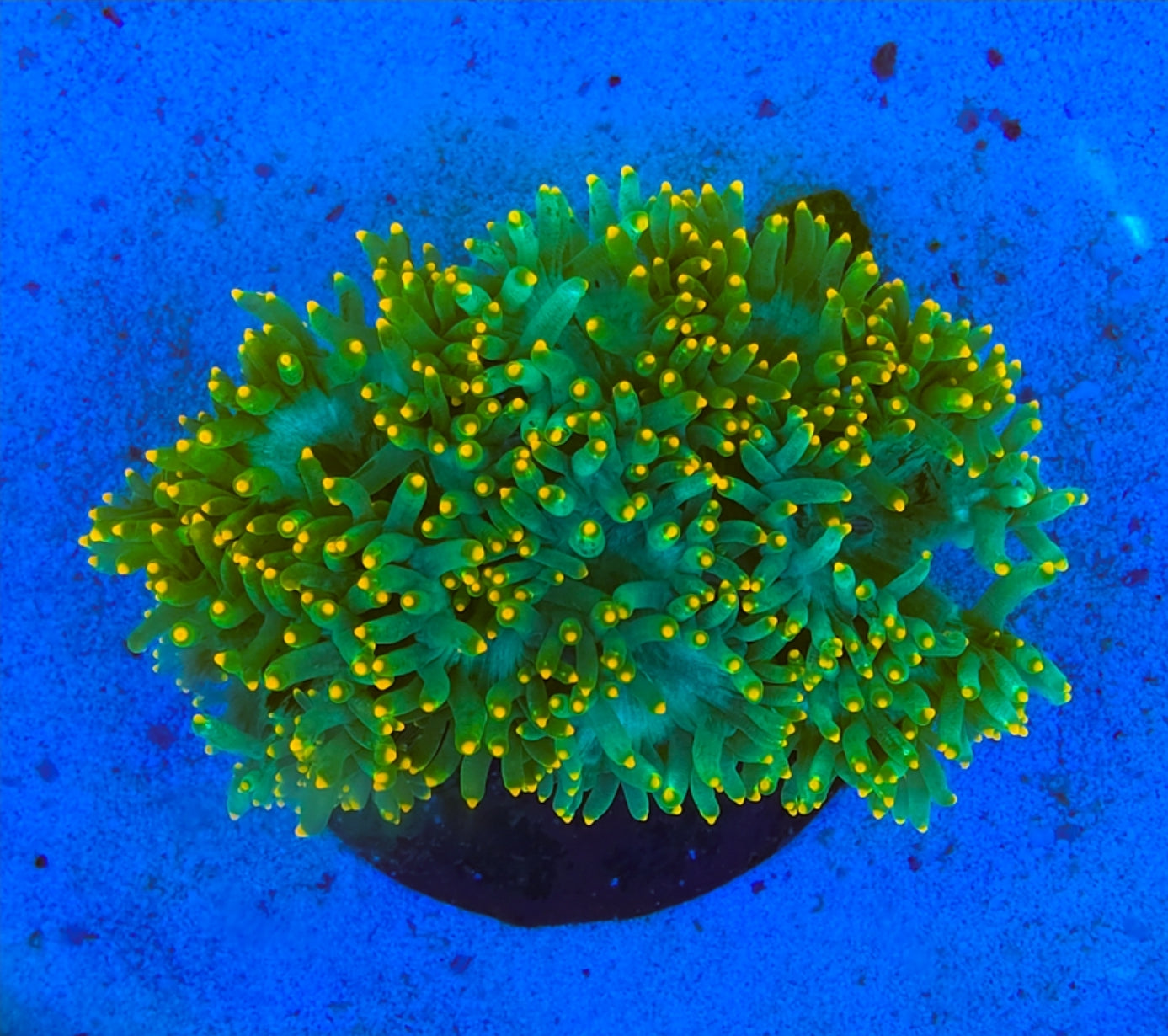 Ultra Elegance Orange tip