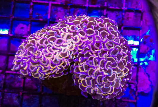 WYSIWYG Rainbow Gold Hammer Wall Coral