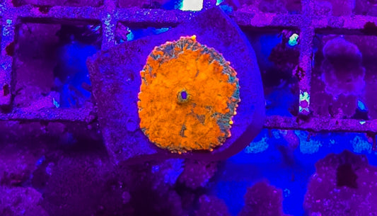 WYSIWYG Tequila Sunrise mushroom coral