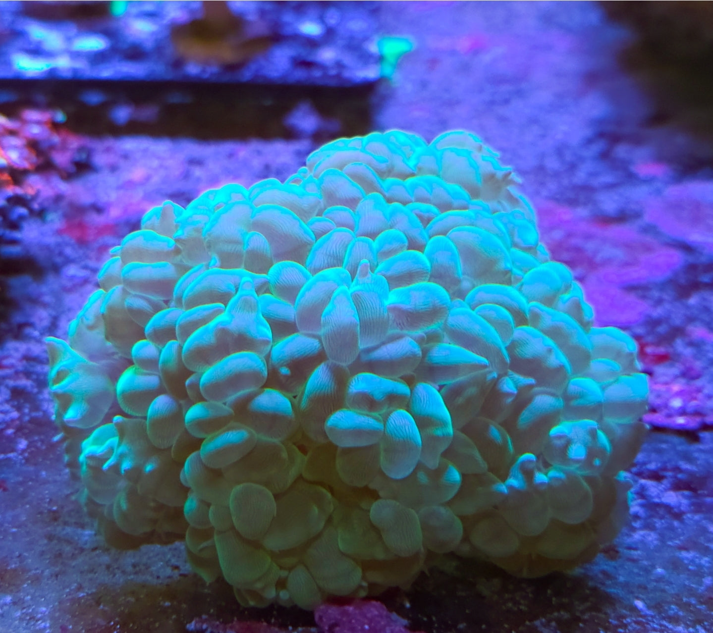 WYSIWYG Green Bubble Coral L/G