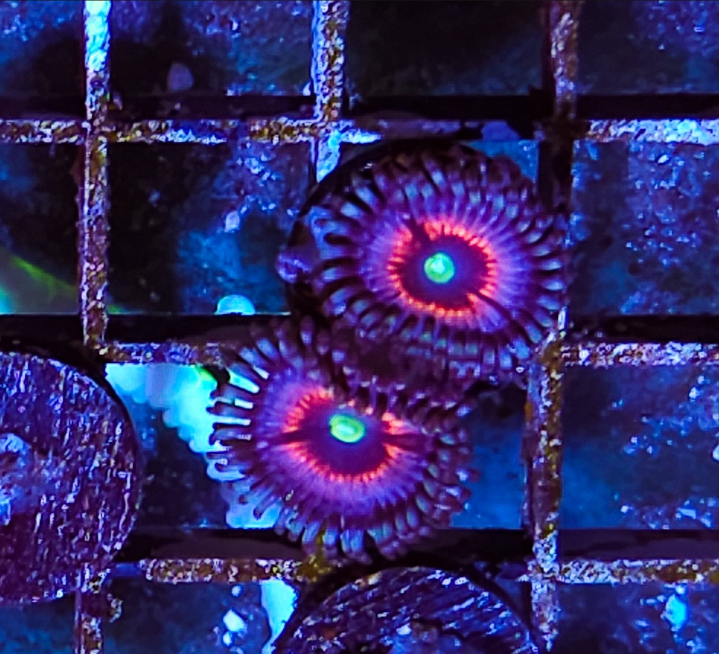 WYSIWYG 2 heads Vampire Zoa corals new