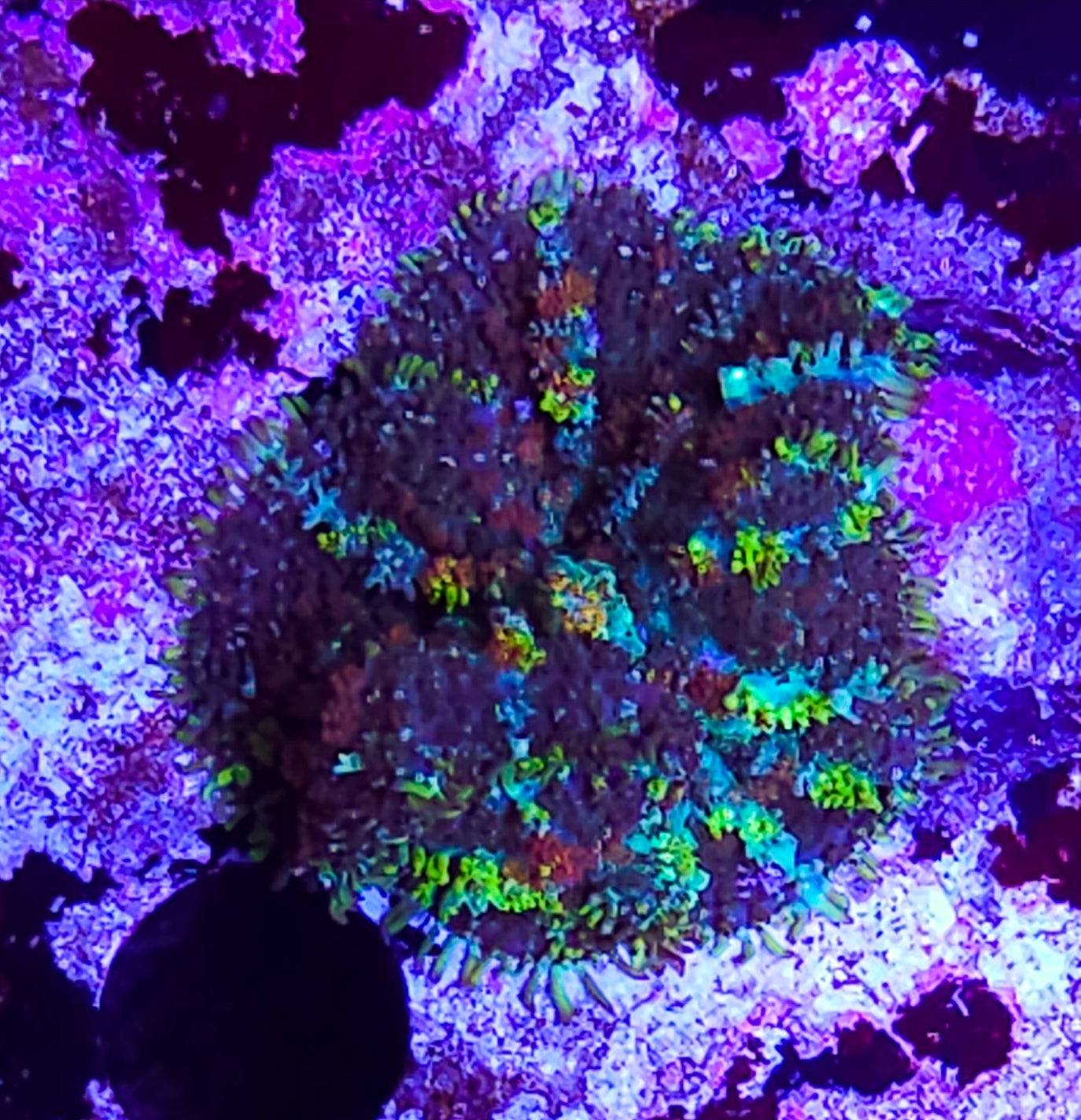 WYSIWYG SCC Rainbow Fusion Bounce Mushroom coral new