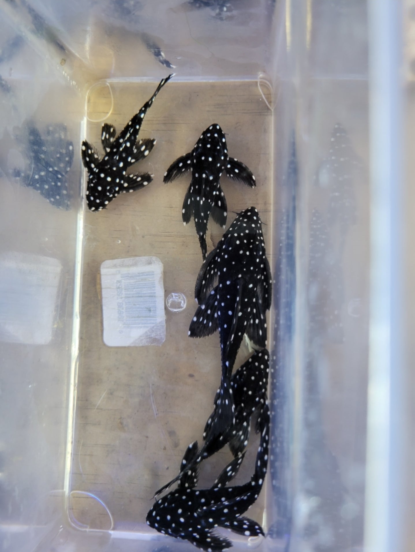 L-240 galaxy pleco