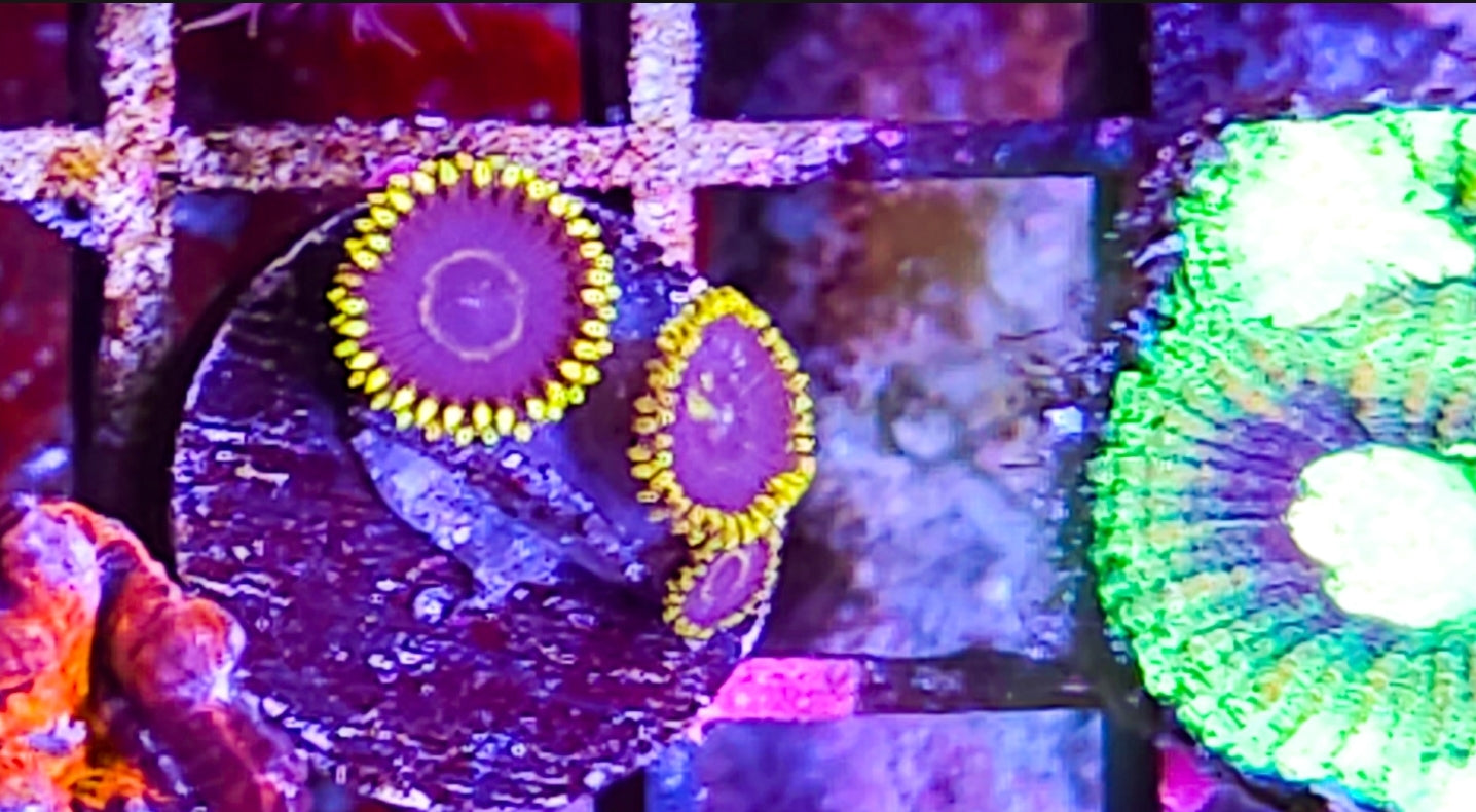 WYSIWYG 3 heads Neptunes Ring zoa coral new