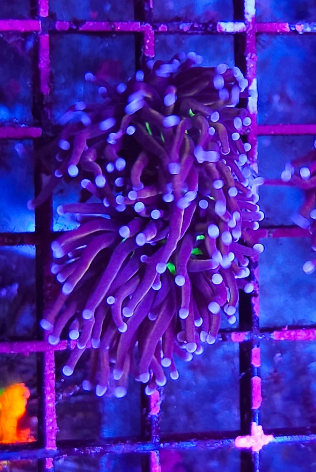 WYSIWYG 2 heads SCC Red Rum Banana torch coral new