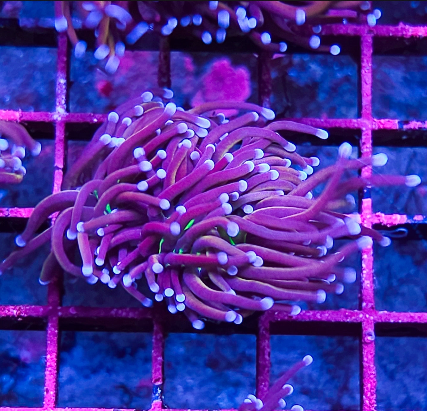 WYSIWYG 2 heads SCC Red Rum Banana torch coral new