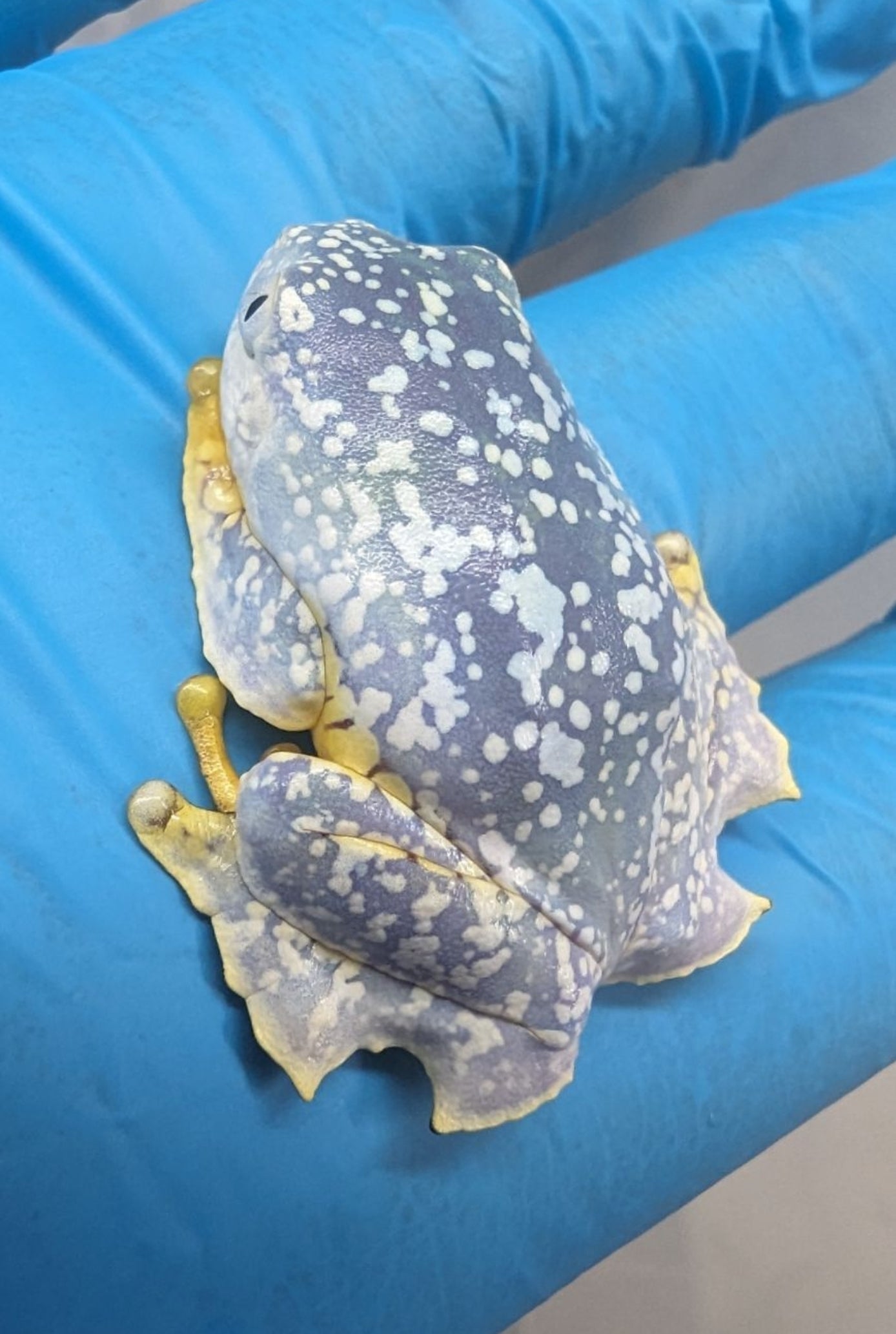 Cruziohyla craspedopus/Amazon Fringe Leaf Tree Frog Juvys 3 month guarantee
