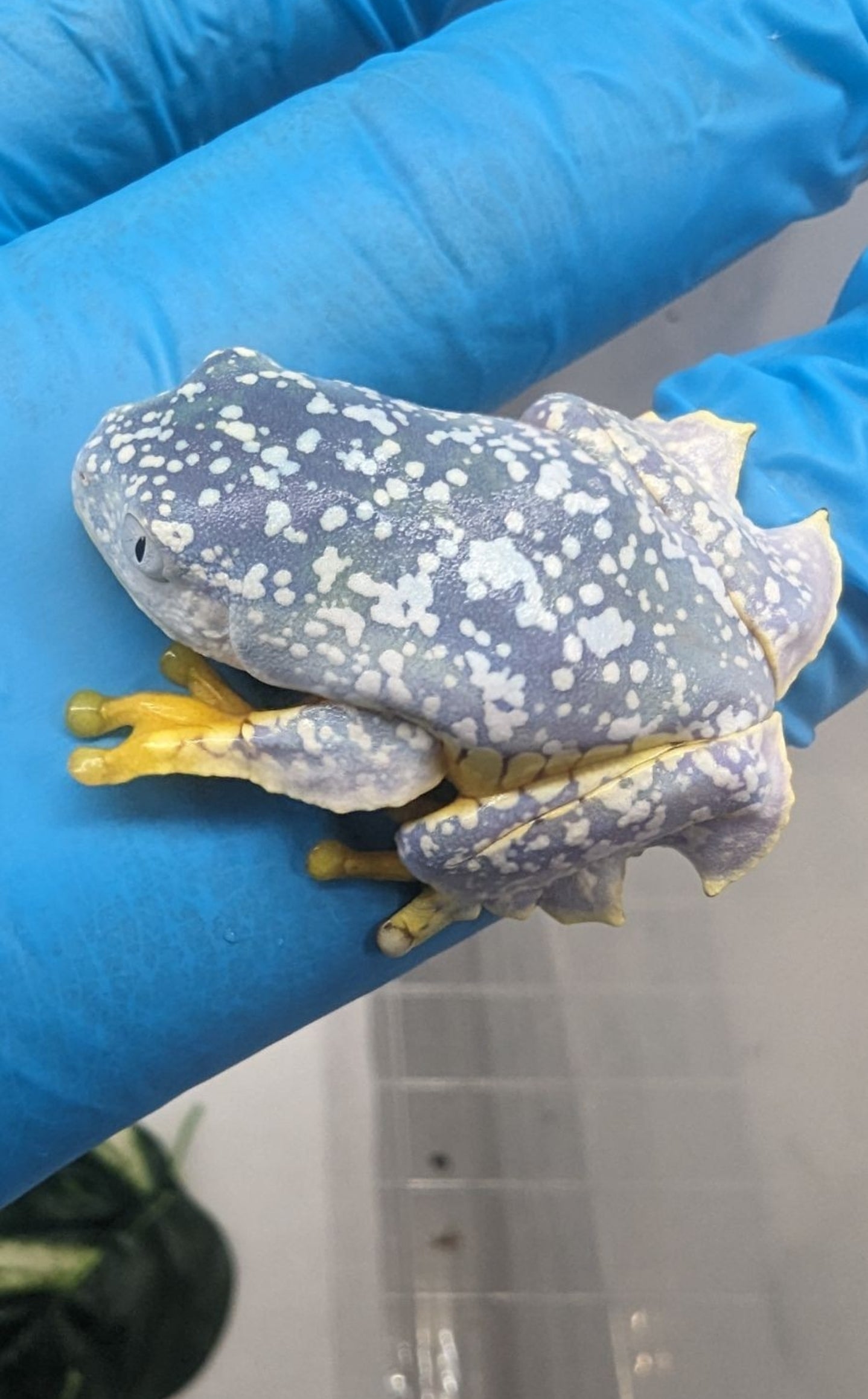 Cruziohyla craspedopus/Amazon Fringe Leaf Tree Frog Juvys 3 month guarantee