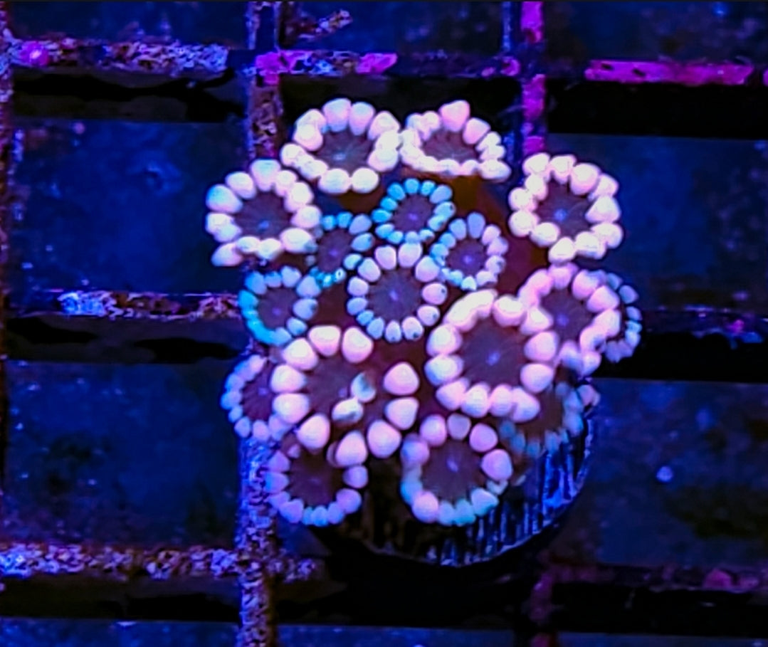WYSIWYG SCC Rainbow Alveopora coral new