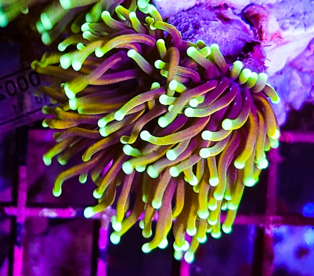 WYSIWYG SCC Dragon Soul Torch coral new