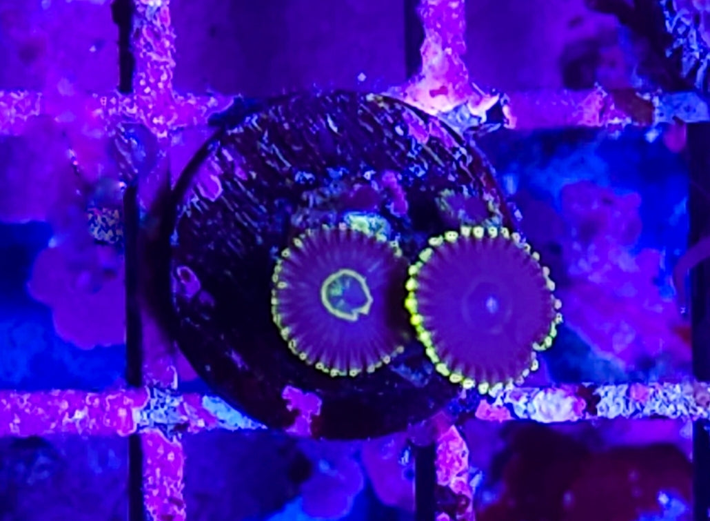 WYSIWYG 2 heads SCC Neptune Ring zoa coral new