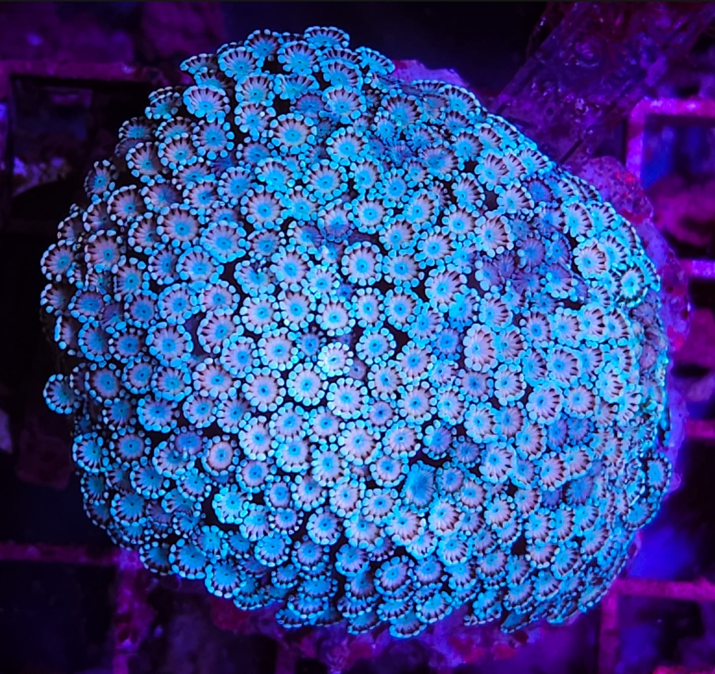 WYSIWYG L/G Ultra Alveopora coral new