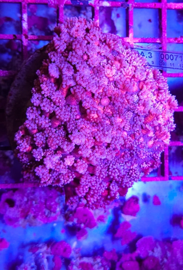 WYSIWYG L/G Purple and Pink Goni new
