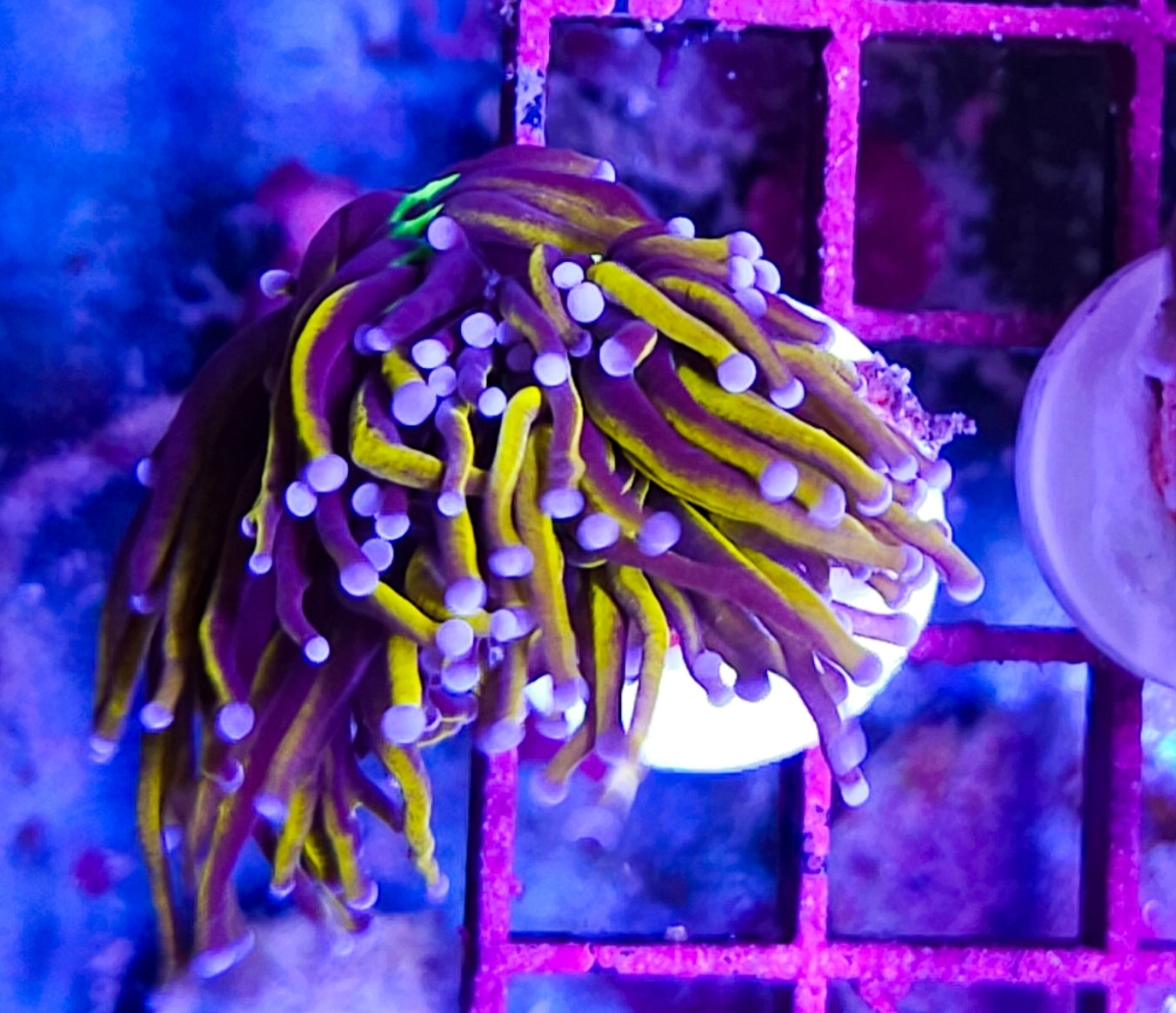 WYSIWYG SCC Ultimate Gold Torch coral new