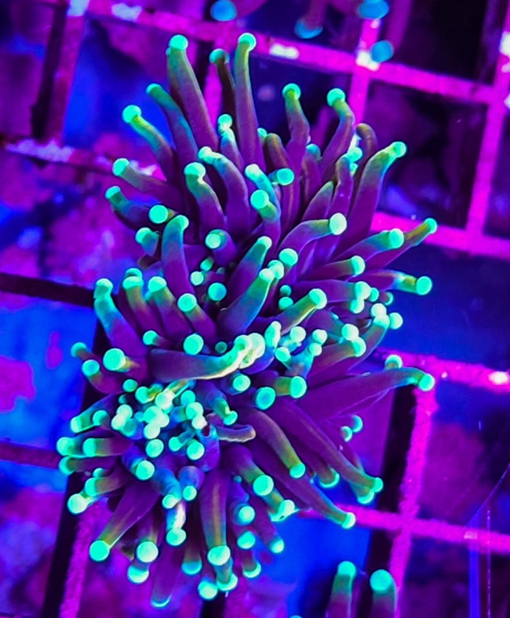 WYSIWYG Ultra Egg plant Torch coral new