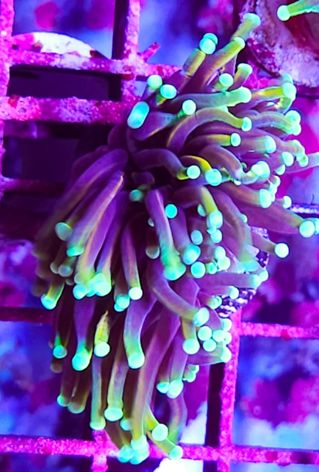 WYSIWYG 2 Heads Golden Trails torch coral new