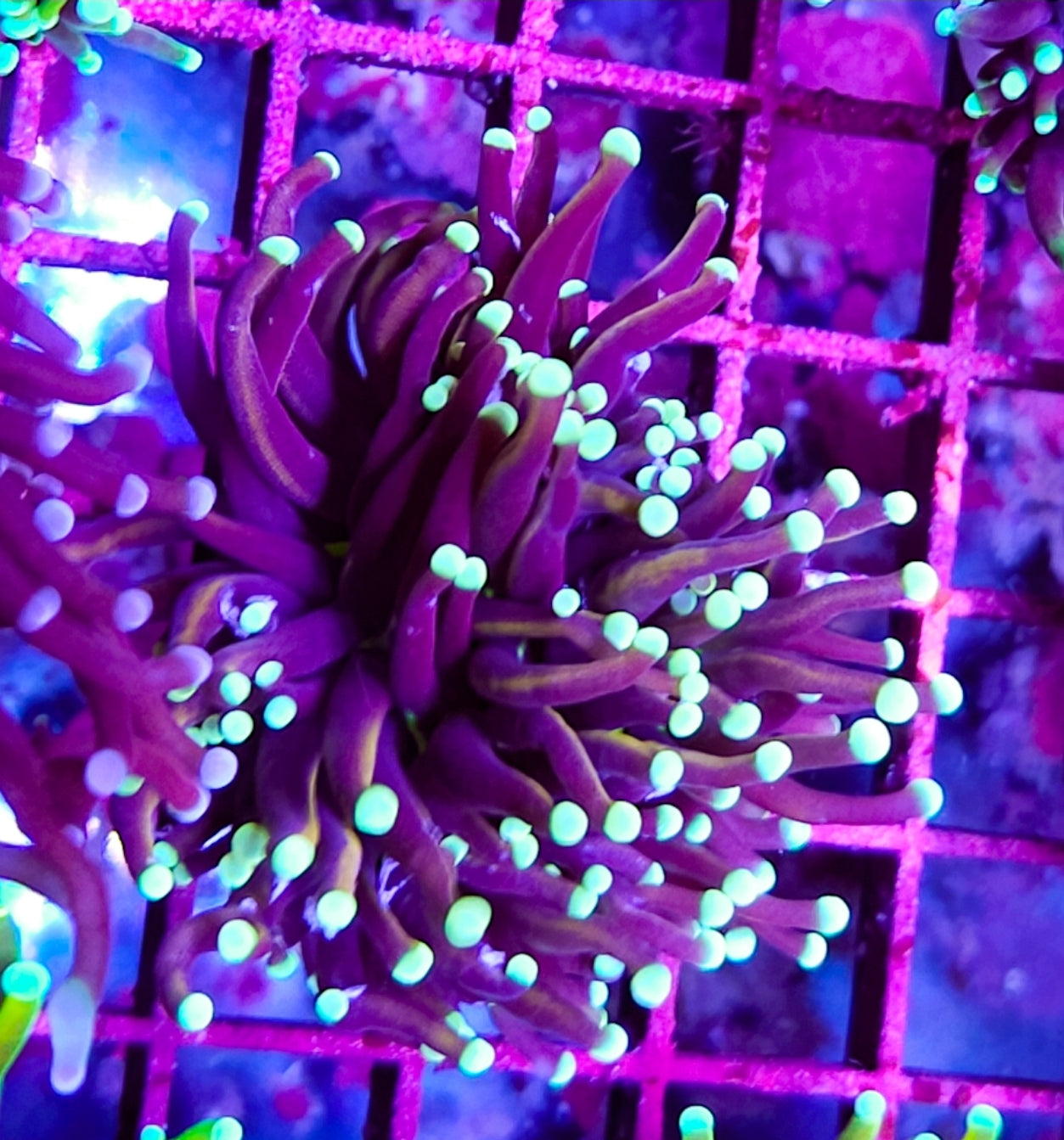 WYSIWYG SCC Sungod Torch coral new