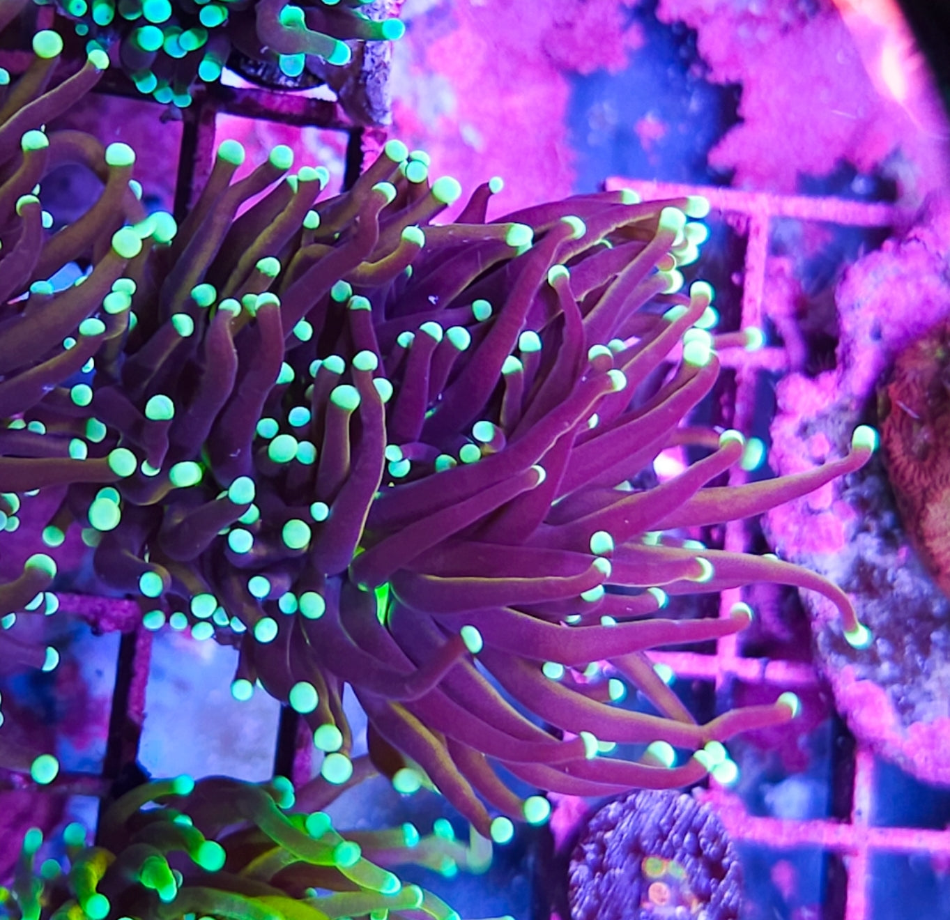 WYSIWYG 2 Heads SCC Sungod torch coral new