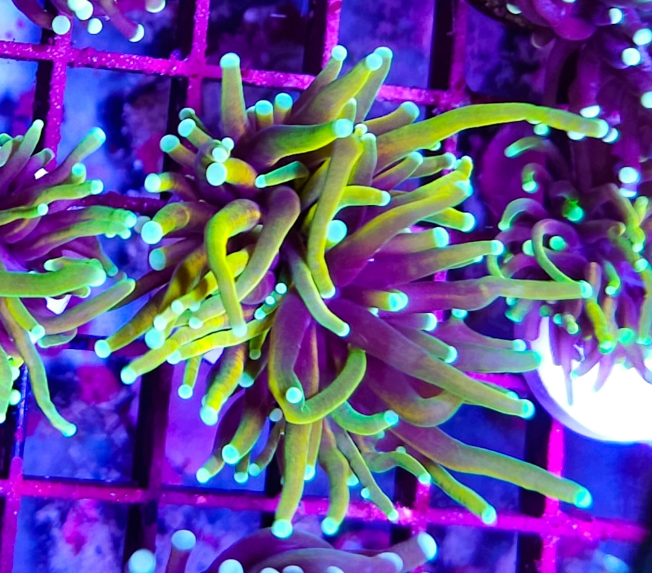 WYSIWYG Dragon Tamer Torch coral new