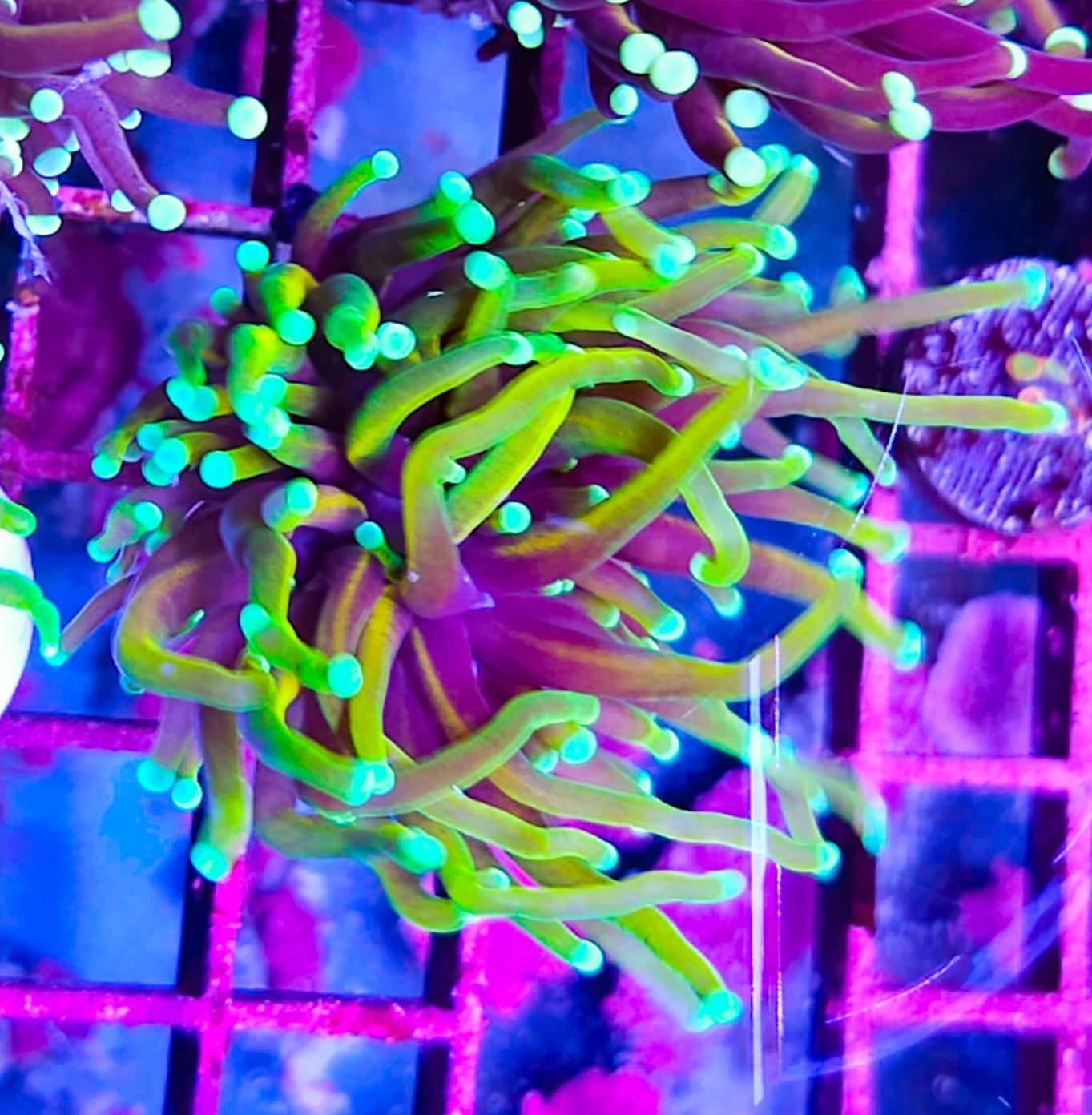 WYSIWYG Dragon Tamer Torch coral new