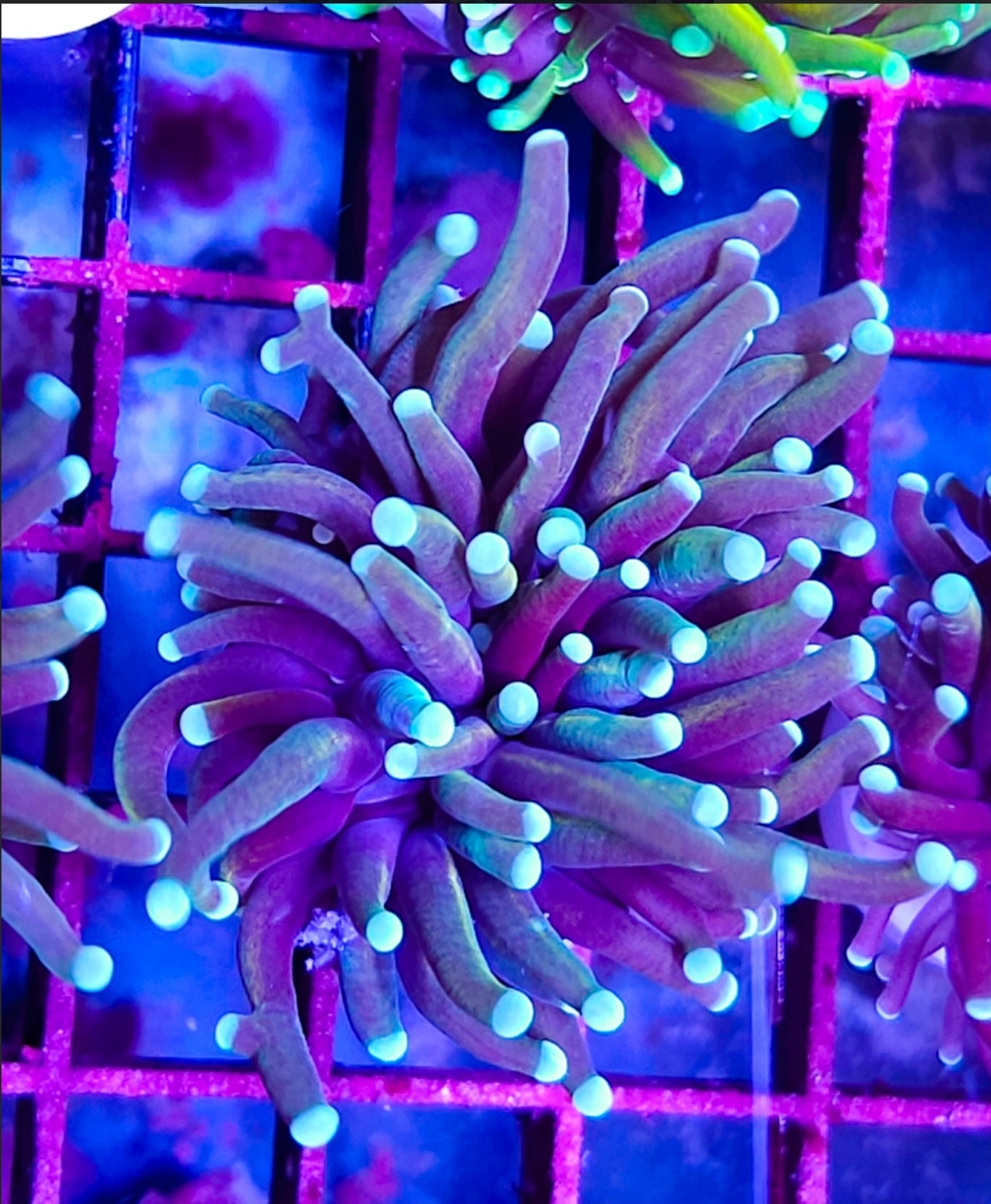 WYSIWYG SCC Red Rum Banana Torch coral new
