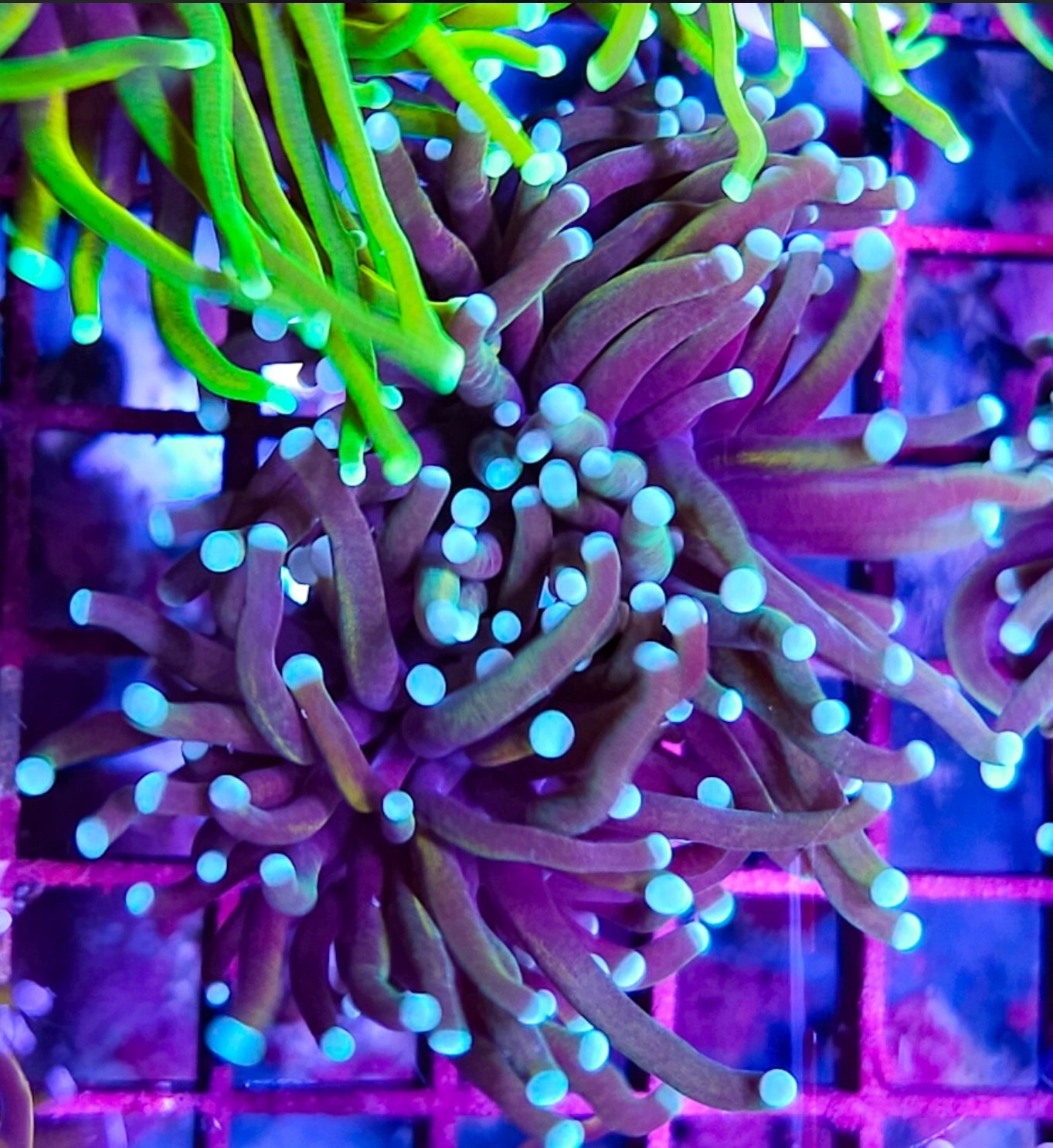 WYSIWYG 2 Heads Red Rum Banana Torch coral new