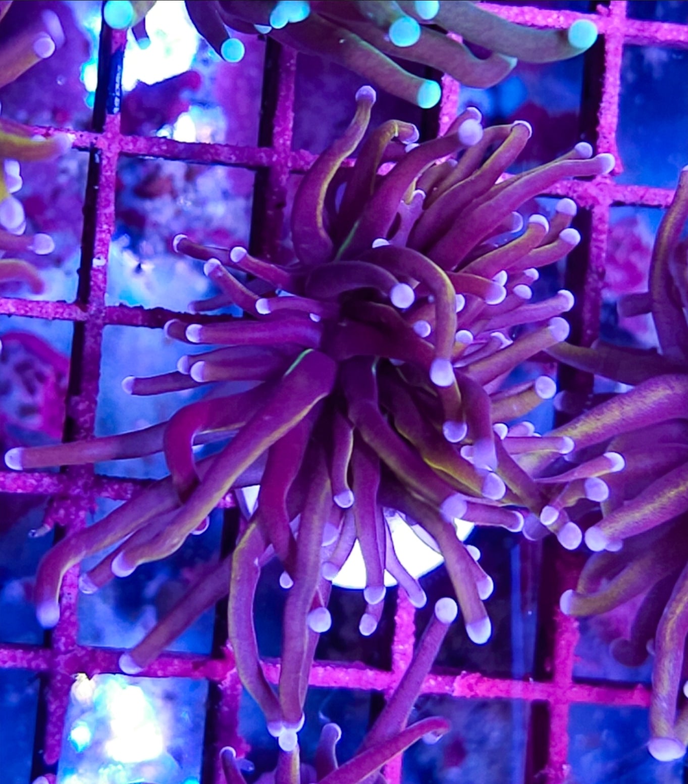 WYSIWYG SCC Sungod Torch coral new