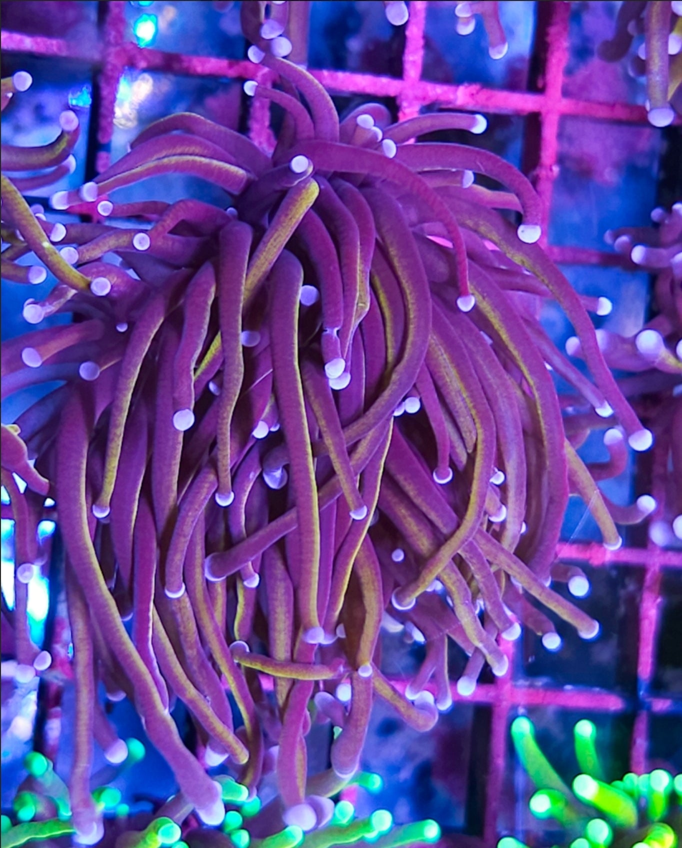 WYSIWYG 2 Heads SCC Red Rum Banana Torch Coral new