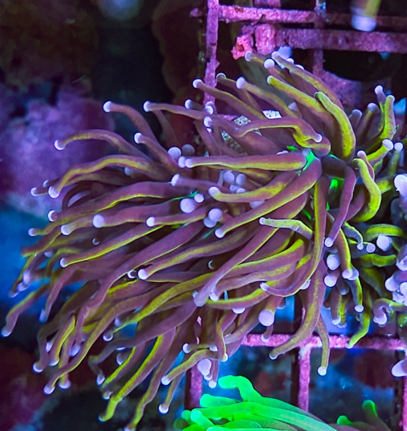 WYSIWYG 2 Heads SCC Ultimate Gold Torch coral new