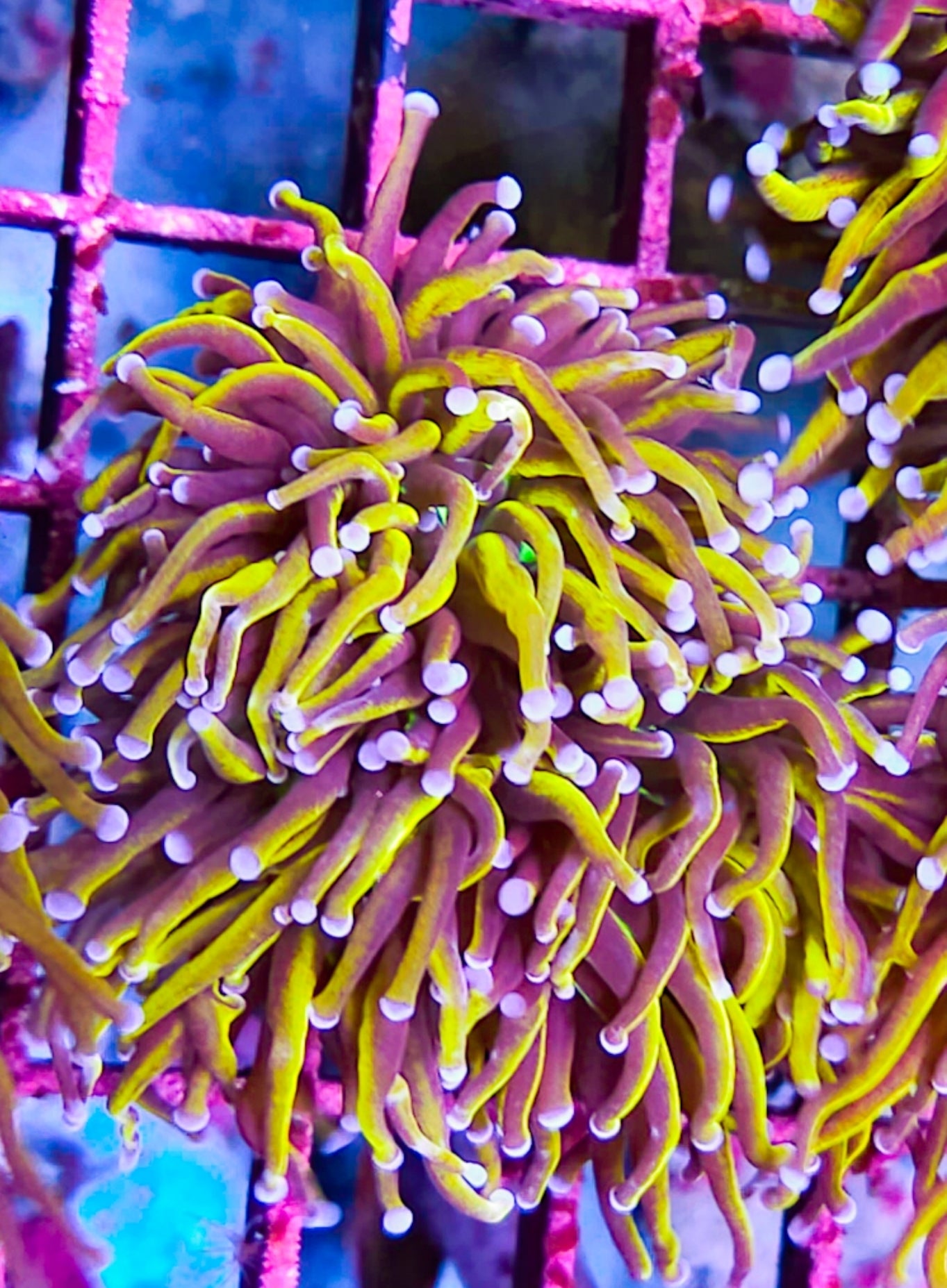 WYSIWYG 3 Heads SCC Ultimate Gold Torch coral new