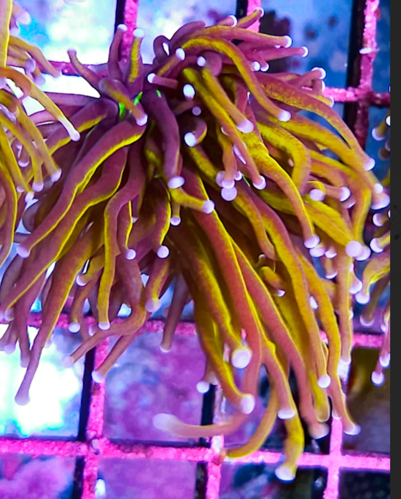 WYSIWYG Ultimate Gold Torch coral new