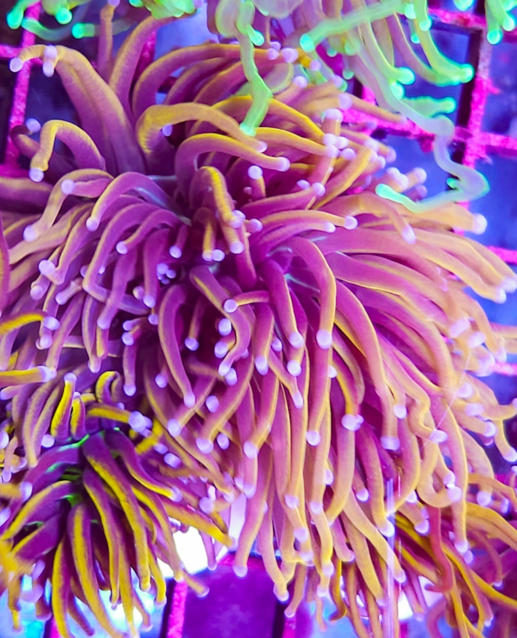 WYSIWYG SCC Ultimate Gold Torch coral new