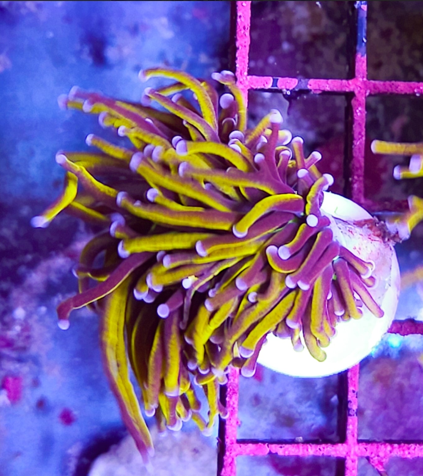 WYSIWYG SCC Ultimate Gold Torch coral new
