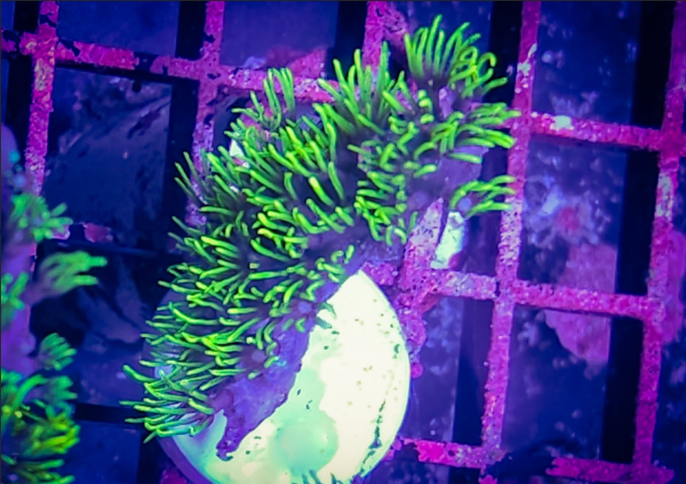 WYSIWYG Branching GSP coral new