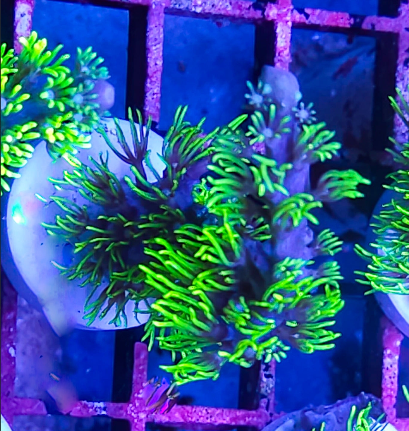 WYSIWYG Branching GSP coral new