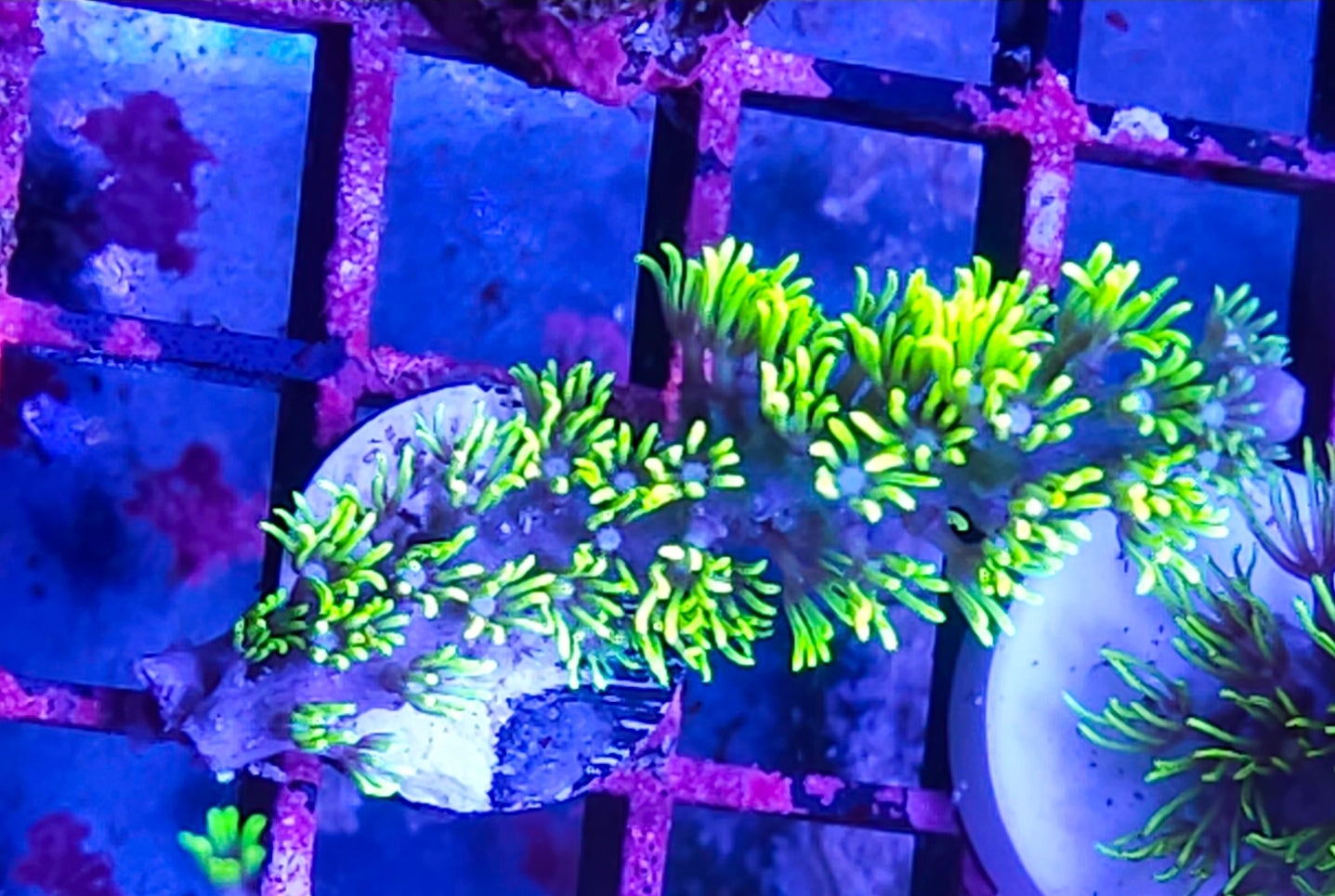WYSIWYG Branching GSP coral new