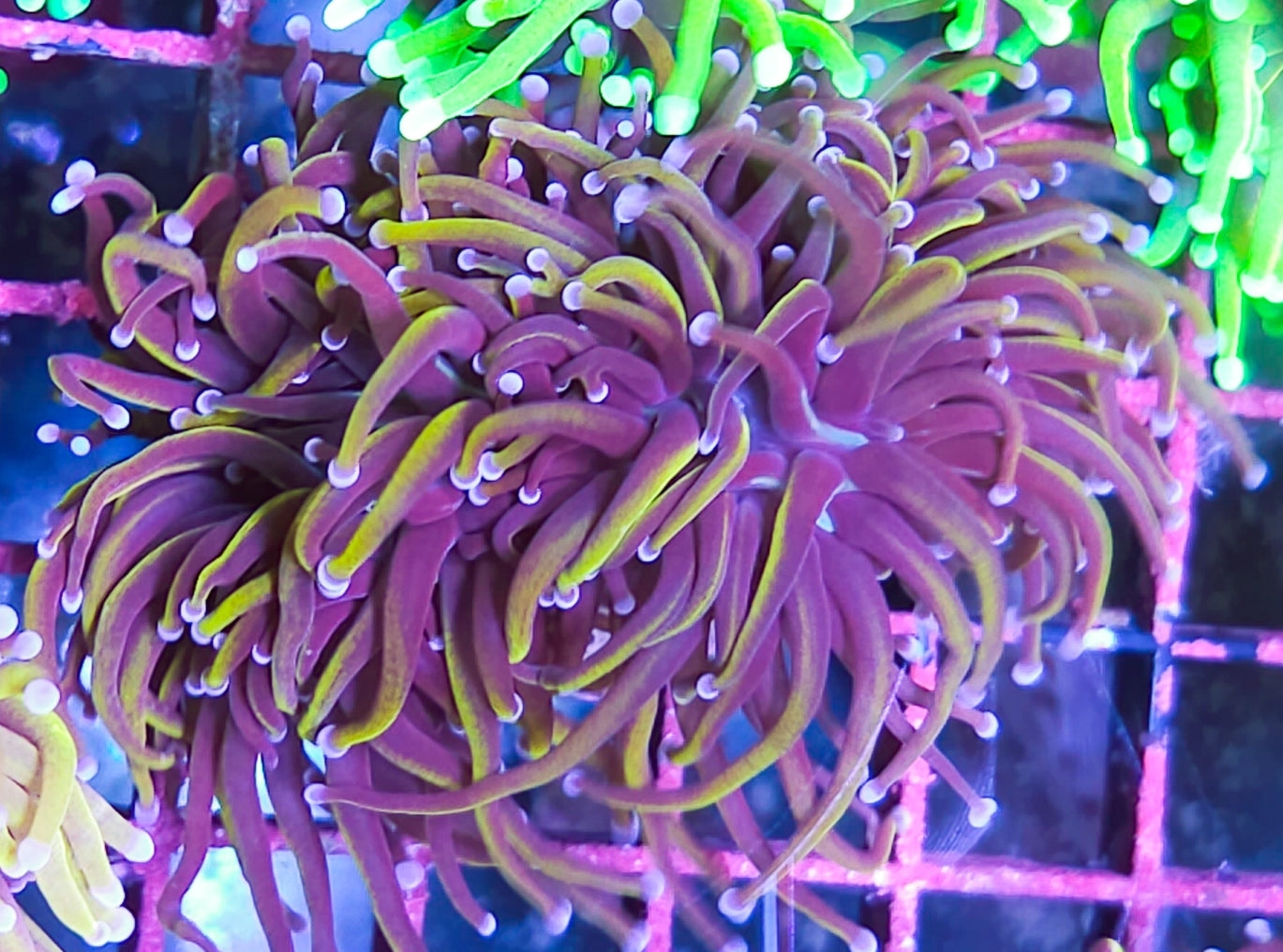 WYSIWYG 2 Heads SCC Ultimate Gold Torch coral new