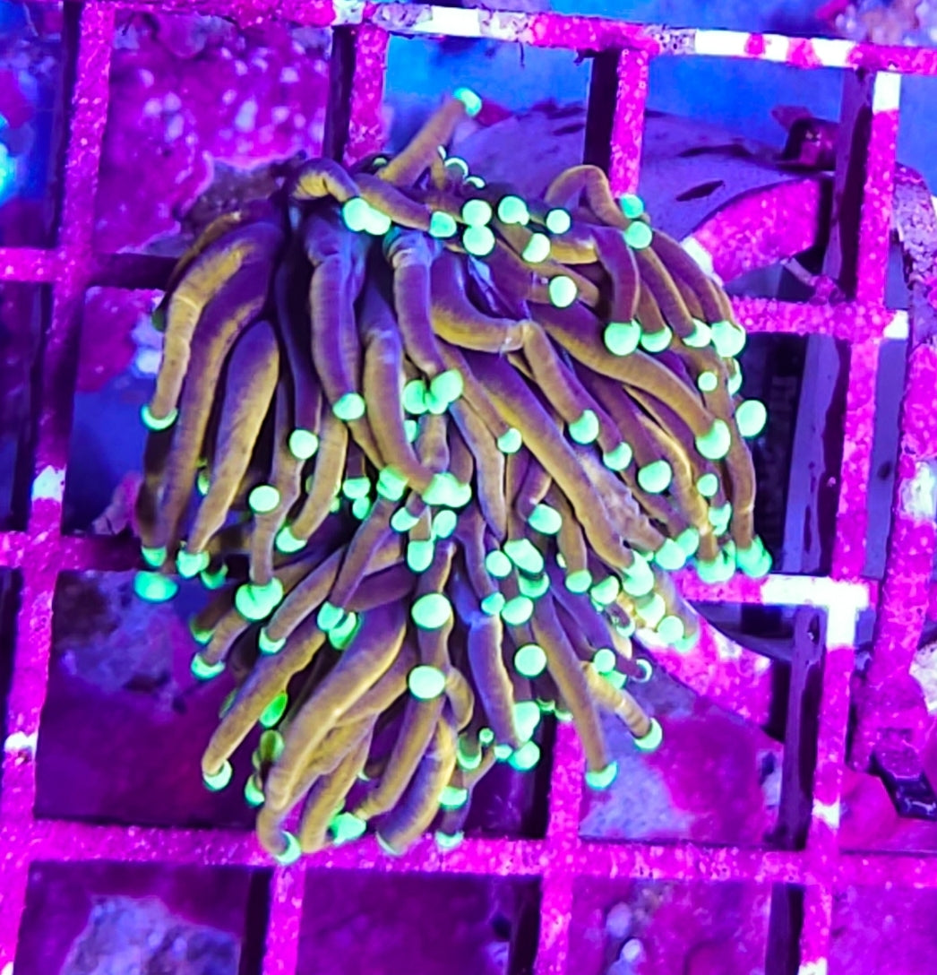 WYSIWYG 2 Heads SCC Master Torch coral new