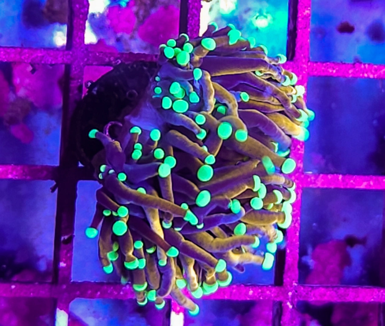 WYSIWYG 2 heads SCC Master Torch coral