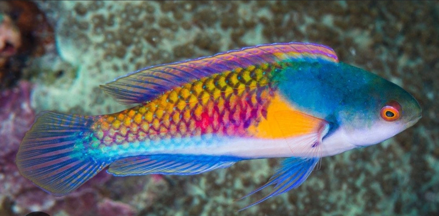 Male yellow flanked fairy wrasse L/G 3"-4"
